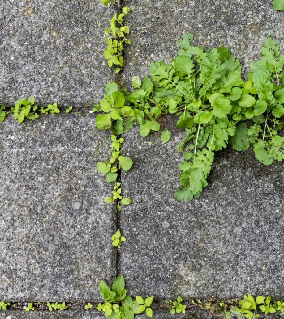 Homepagebanner Gartenbau & Unkrautbekämpfung