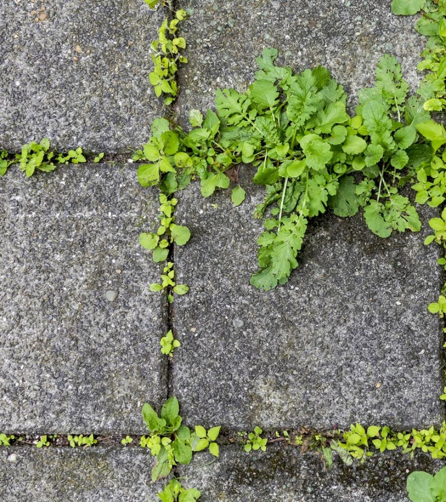 Homepagebanner tuinbouw & onkruidbestrijding