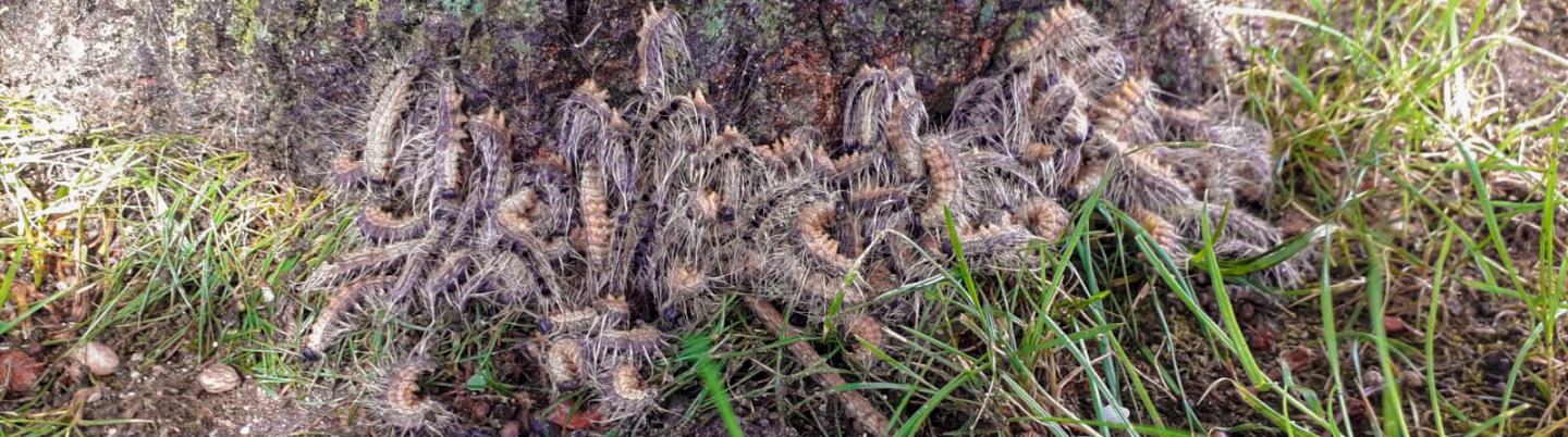 Combating the oak processionary