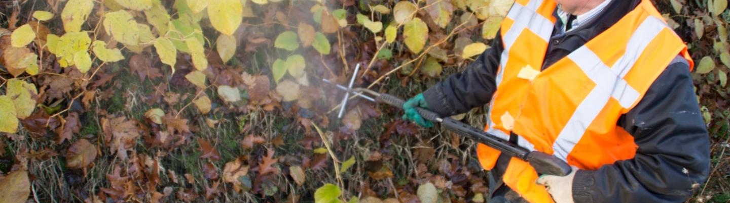 Fighting Japanese knotweed and hogweed with hot water