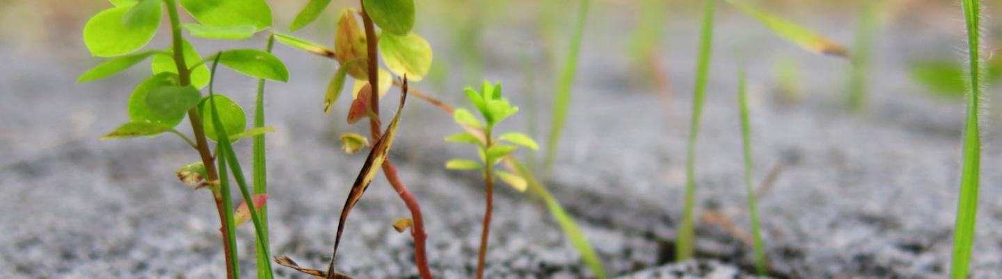 Weed management on pavements: machines and methods 